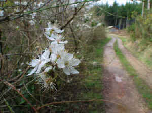 Blackthorn in flower.