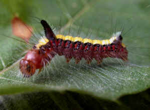 Grey Dagger caterpillar