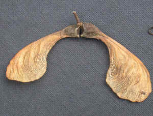 Winged Sycamore seed.