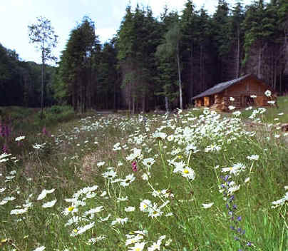 The Log Cabin area
