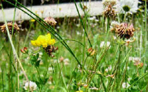 Wildflower area adjacent to th eastern edge of Dragonfly Pond. 