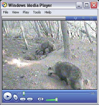 webcam_230605a.jpg (40444 bytes)