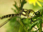 Southern Hawker Dragonfly