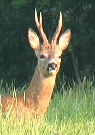 buck 2.jpg (34632 bytes)