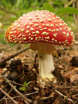 Fly Agaric fungus