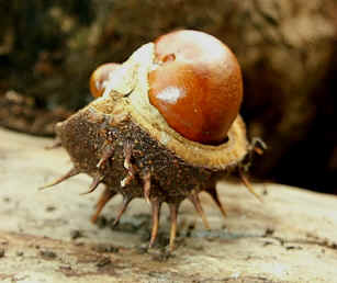 Horse Chestnut fruit and its shell