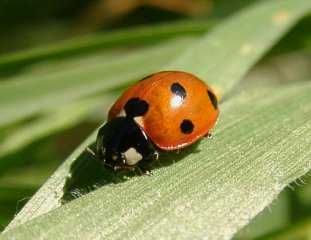 ladybird.jpg (9530 bytes)