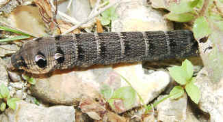 Elephant Hawk Moth caterpiller