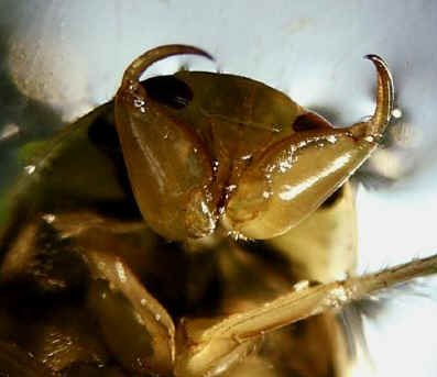 Saucer Bug