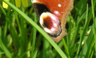 What is it?