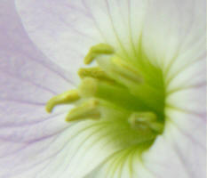 What is it?