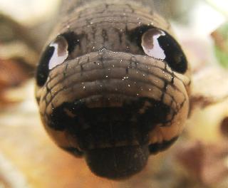 Elephant Hawk Moth caterpiller