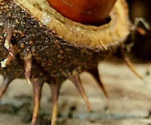 Horse Chestnut fruit and its shell