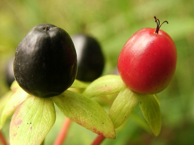 Ripening berries of Tutsan