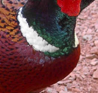 Neck and breast of a cock pheasant