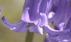 What is it?