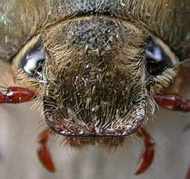 Head of a Common cockchafer beetle