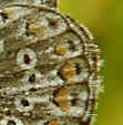 What is it?