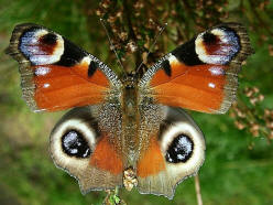 A peacock butterfly