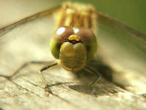 Female Common Darter dragonfly