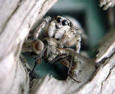 Jumping Spider & Fly