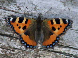 Small tortoiseshell butterfly