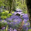 Bluebell Woodland