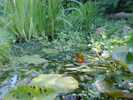 pond6.JPG (497968 bytes)