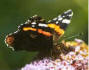 Red Admiral