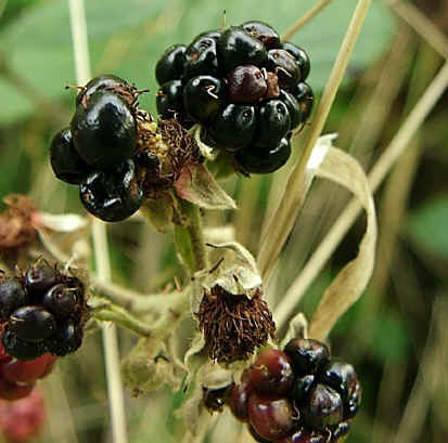 blackberry.jpg (229860 bytes)