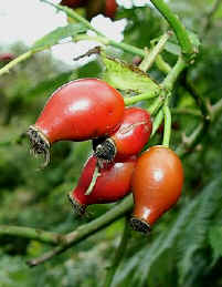 rose_hips.jpg (44488 bytes)