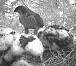 Sparrowhawks in nest