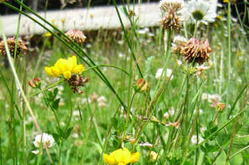 The bare ground is now covered by a great variety of different grass species and  other  herbaceous flowers.