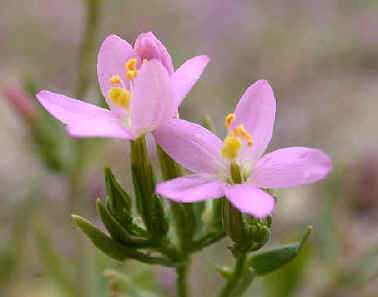 Common Centaury, Centaurium erythraea.