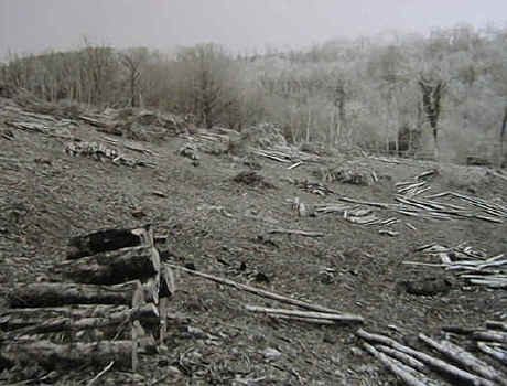 The Heathland Project area at the Woodland Education Centre. Cleared in 1993.