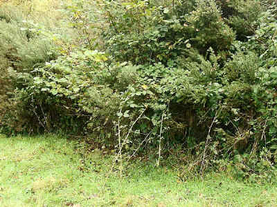 Heathland Project Area. Control Strip, 2002.