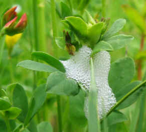 'Cuckoo Spit' (froghopper nymph home) on Bird's-foot Trefoil - Lotus corniculatus.