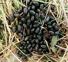 Roe Deer droppings.