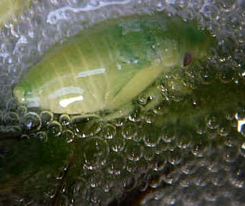A Froghopper nymph in froth.