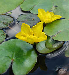 Fringed Water-lily, Nymphoides peltata.