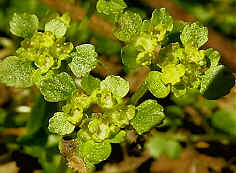 Golden Saxifrage, Chrysosplenium oppositifolium.