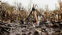 Swamp in winter with the plants having died back. 