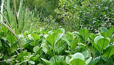 Marsh. Plants are mostly out of the water. The soil is still waterlogged and anaerobic. Plants such as Yellow Iris, Water Mint and willow thrive.