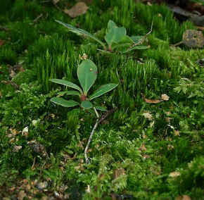 Rhododendron ponticum seedlings growing in a moss base.