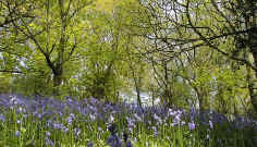 The climax woodland community in Britain would be Oak, Ash or Beech, depending on  soil type and other environmental conditions.