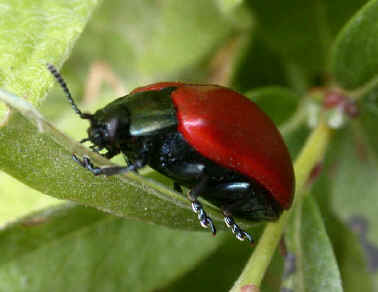 Poplar Leaf Beetle, Chrysomela populi, on Creeping Willow, Salix repens. 