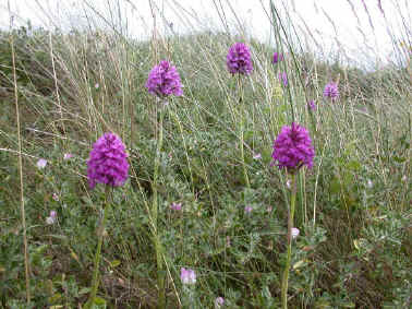 Pyramidal Orchid, Anacamptis pyramidalis.