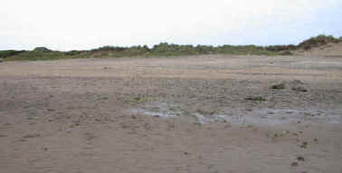 Maritime plants such as Sea Rocket, Cakile maritima, which are capable of withstanding high levels of salt may grow at the back of the beach. They make small local windbreaks which encourage wind-blown sand to be deposited. This is the beginning of sand dune formation.