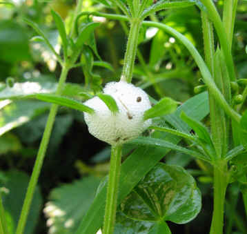 Cuckoo spit: what it is and how it protects the nymph of the common  froghopper - Discover Wildlife