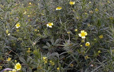 Tormentil, Potentilla erecta.